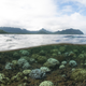 Illustration for article titled This is What a Mass Die-off of Earth's Coral Reefs Looks Like